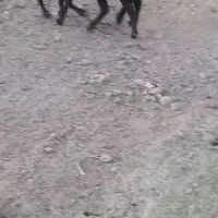 میش آبستن|حیوانات مزرعه|کنگاور, |دیوار