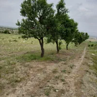 ۲ هکتار زمین کشاورزی دیمی نزدیک شهرک شهید مردانی