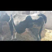 گاو شیری 3شکم زاییده  8ماه آبستن