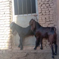 بزغاله جنس دار