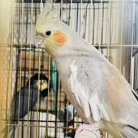 فروش خوکچه هندی و عروس هلندی به دلیل کمبود جا