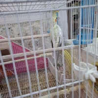 عروس هلندی|پرنده|تربتحیدریه, فتح المبین|دیوار