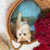 مجموعه گربه های اهواز ایران کتز|گربه|اهواز, زیتون کارمندی|دیوار