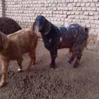 بزغاله و بره