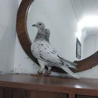 کبوتر سار نر جنگی به شرط تیرشو بازی|پرنده|مشهد, شهید معقول|دیوار