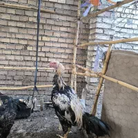 خروس و جوجه خروس لاری|حیوانات مزرعه|خان ببین, |دیوار