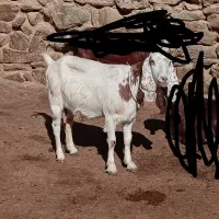 فروش ۱عدد بز دو رگ پاکستانی