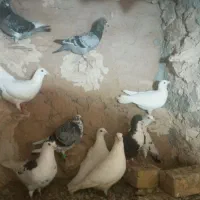 ده تا کفتر ۲۵۰۰