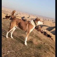 سگ گله و ادمی