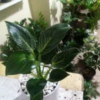 بارجدید گل رسید( گلسرای ارامش) فردوسی جنوبی|گل و گیاه طبیعی|نیشابور, فردوسی جنوبی|دیوار