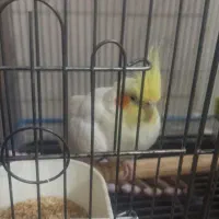 عروس هلندی