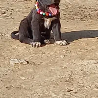 واگزاری سگ نر