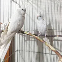 عروس هلندی آلبینو جفت مولد