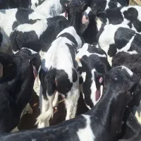 گوساله نر شیری