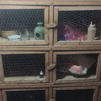 جفت کن کبوتر