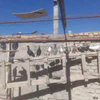 کبوتر غریب ۱۳ تا قلدر