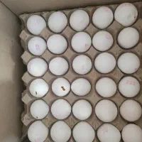 تخم مرغ نوک زده (شکسته)