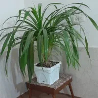 گل طبیعی