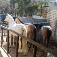 دوتا اسب حمدانی|اسب و تجهیزات اسبسواری|آبادان, |دیوار