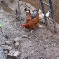 مرغ محلی به فروش می رسد