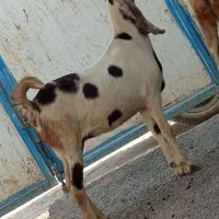 گیسه پتیری گوش بلند اوست سنگین