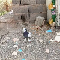 یک جفت  طوق سیاه با،یکن|پرنده|نرماشیر, |دیوار