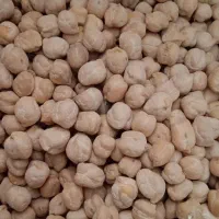 نخود نخوددیم نخود سفید