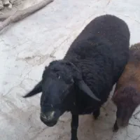 قوچ قزل افشار دو دندان
