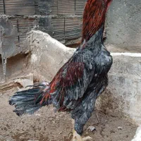 لاری المانی|حیوانات مزرعه|قلعه نو, |دیوار