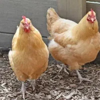 کارگر مرغداری با خانواده