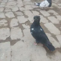 جفت کله ای ملقی|حراج|یزد, |دیوار