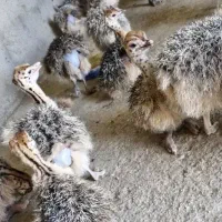 جوجه شترمرغ 30روزه