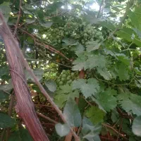 تازه|خوردنی و آشامیدنی|آبدانان, |دیوار