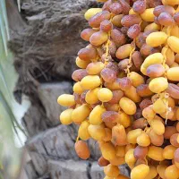 استخدام پرنسل خانم برای کارگاه خرما