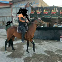 نربان جوان|اسب و تجهیزات اسب‌سواری|تاکستان, |دیوار