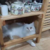 گربه پرشین|گربه|دزفول, |دیوار