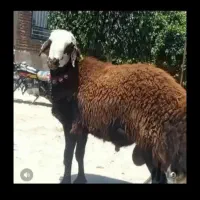 گوسفند زنده با قصاب