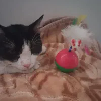 واگذاری گربه|گربه|زنجان, |دیوار