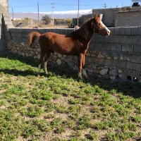 کره نریان ۵نشان|اسب و تجهیزات اسب‌سواری|دهدشت, |دیوار