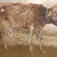 دو راس گوساله