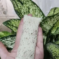 شیرینی رشته خشکار|خوردنی و آشامیدنی|قم, سراجه (۱۵ خرداد)|دیوار