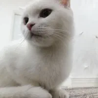 گربه گمشده