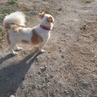 دو سگ پا کوتاه ب فروش میرسد|سگ|مشگین شهر, |دیوار