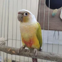 گرینچیک دایلوت امریکن