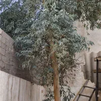 درخت جهت بریدن