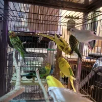 مرغ عشق|پرنده|ساری, |دیوار