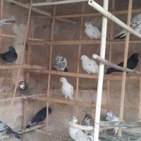 ۳۵ عدد یک‌جایی نر و ماده جوان  و قلمه|پرنده|تهران, شیوا|دیوار