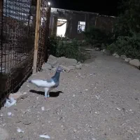 یهودی سبز ماده