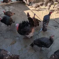 بوقلمون