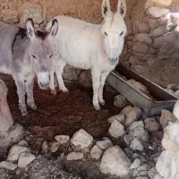 خر گوسفندی